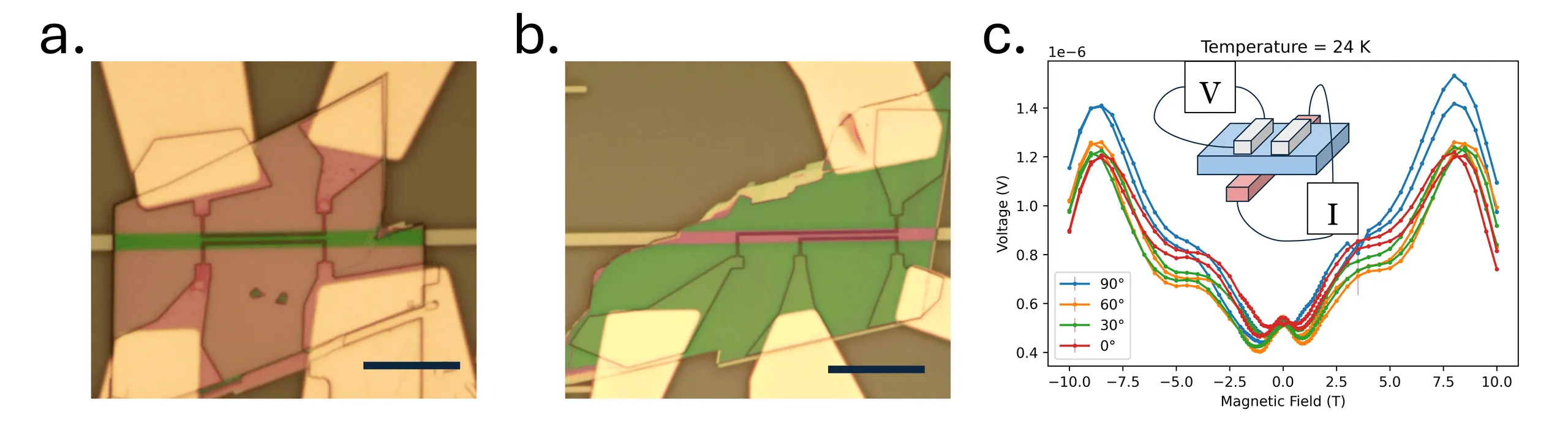 Three panels. Left and centre: optical micrographs of two devices, each a long narrow strip crossing between gold contact pads on a brown substrate, green in the first device and pink in the second, with several finer leads meeting the strip along its length and a dark scale bar at bottom right. Right: detected voltage in microvolts against applied magnetic field from minus 10 to plus 10 tesla at 24 K, with four curves for field angles of 0, 30, 60 and 90 degrees. All four are symmetric about zero field, dip to a minimum of about 0.4 microvolts near zero, and rise to maxima of about 1.2 to 1.5 microvolts near plus and minus 8 tesla, the 90 degree curve lying highest throughout. An inset schematic shows a slab with two electrodes on top wired to a voltmeter and a third electrode beneath wired to a current source.