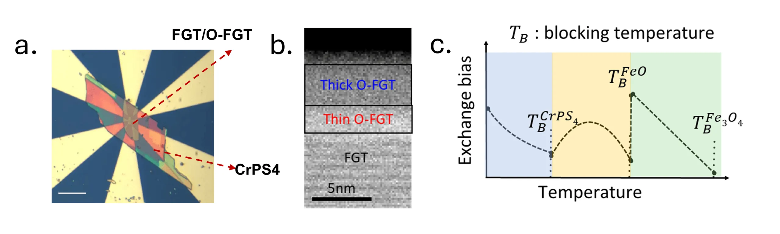 Three panels. Left: an optical micrograph of the device, a red and green flake stack sitting across eight yellow gold contacts on a dark blue substrate, with arrows labelling the FGT/O-FGT and CrPS4 regions. Centre: a greyscale cross-sectional electron micrograph with a 5 nm scale bar, showing three stacked bands labelled thick O-FGT, thin O-FGT and FGT. Right: a schematic plot of exchange bias against temperature divided into three shaded regions, with the blocking temperatures of CrPS4, FeO and Fe3O4 marked in sequence.